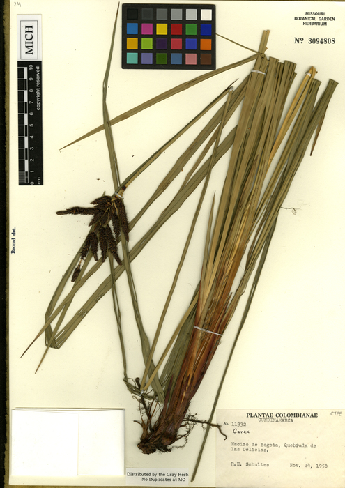 Carex colombiana Holotype
