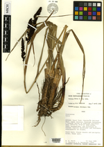 Carex david-smithii Holotype