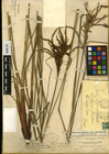 Carex donnell-smithii Lectotype