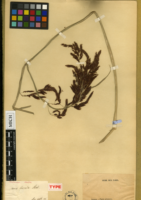 Carex fecunda Holotype