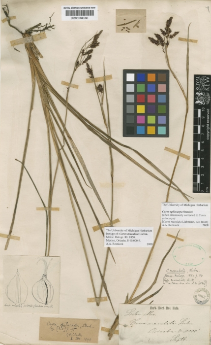 Carex spilocarpa Lectotype