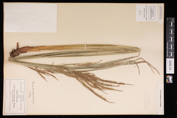 Carex mikasae Holotype