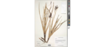 Carex via-aquae Holotype