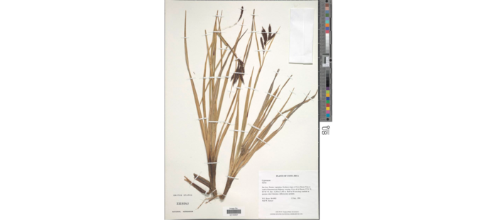 Carex via-aquae Holotype