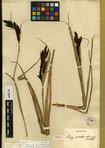 Carex pichinchensis Lectotype