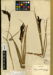 Carex pichinchensis Lectotype