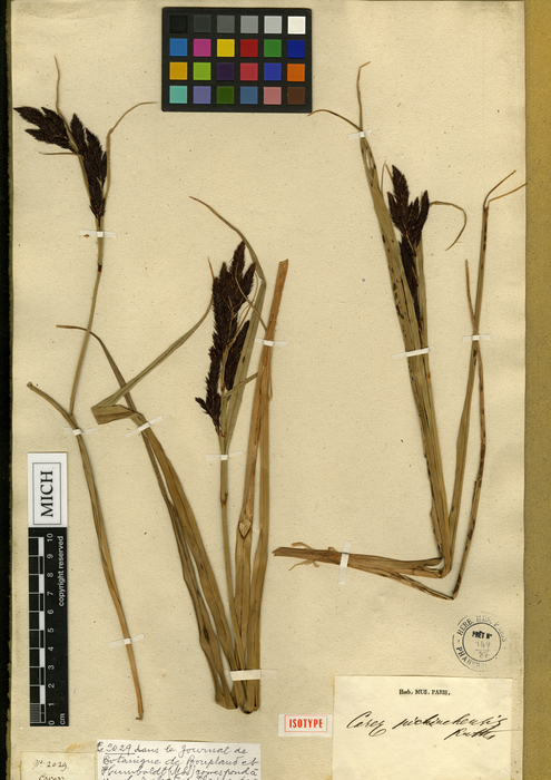Carex pichinchensis Lectotype