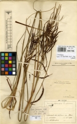 Carex jovis Lectotype