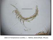 Neoleptastacus acanthus