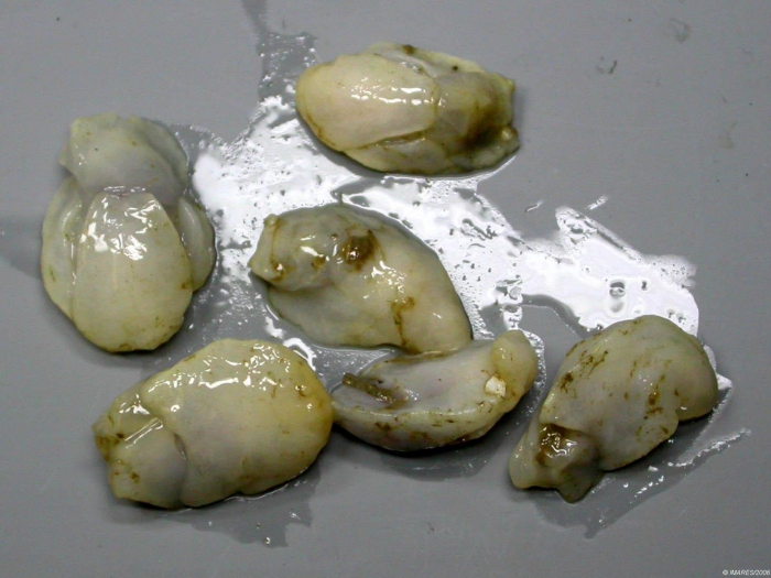 Philine sp. Philine sp.