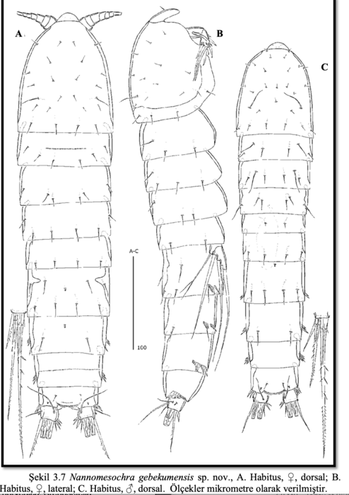 Nannomesochra gebekumensis