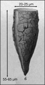 Tintinnopsis rapa 1st described as T. beroidea var. a by Brandt