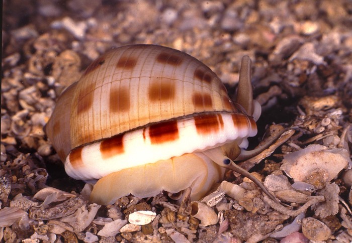 Semicassis faurotis (Jousseaume, 1888)