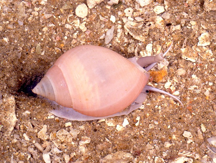 Semicassis fernandesi (Kilburn, 1975)