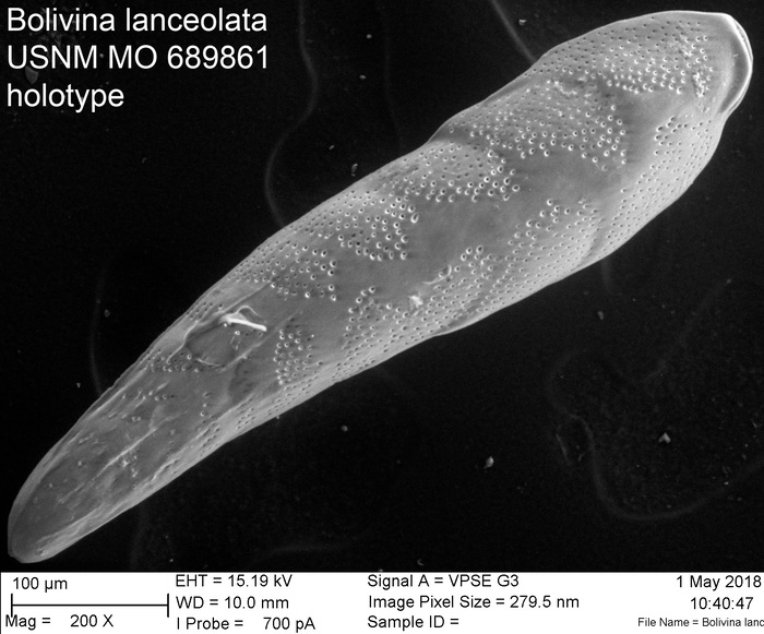 Bolivina lanceolata Parker 1954 USNM MO 689861 holotype
