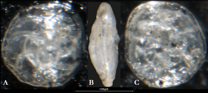 Mullinoides differens McCulloch, 1977