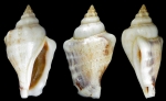 Maculastrombus ochroglottis (Abbott, 1960)