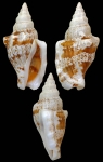 Maculastrombus ochroglottis (Abbott, 1960)