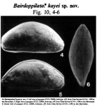 Bairdoppilata kayei Ainsworth, 1985 from the original description
