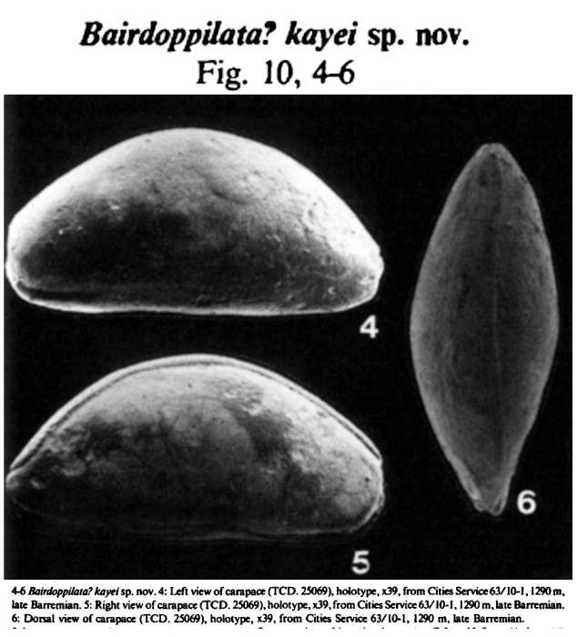 Bairdoppilata kayei Ainsworth, 1985 from the original description