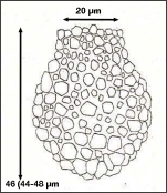 Figure 2 from Hada 1932 