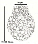 Figure 2 from Hada 1932 
