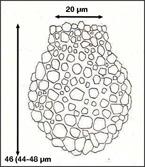 Figure 2 from Hada 1932 