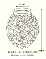 Figure from Hada 1932