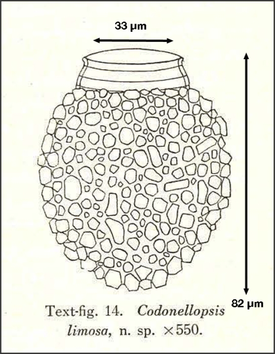 Figure from Hada 1932