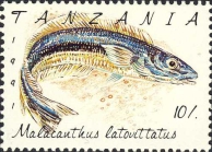 Malacanthus latovittatus