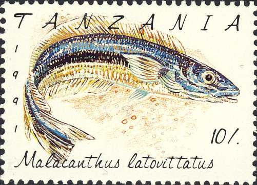 Malacanthus latovittatus Malacanthus latovittatus