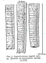 Figure from Strelkow (also spelled Strelkov) 1953