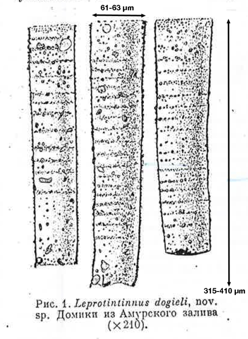 Figure from Strelkow (also spelled Strelkov) 1953