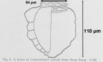 Figure from Campbell 1935