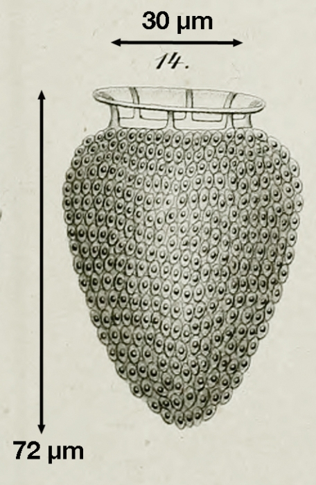figure from plate 25 of Daday 1886