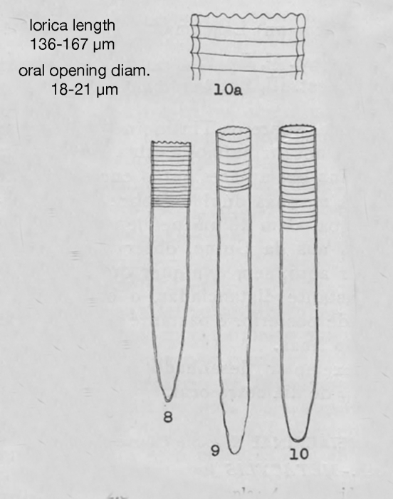Figures from Silva 1953, Plate 2