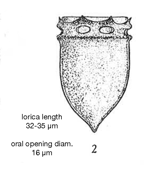 figure from Lecal 1954