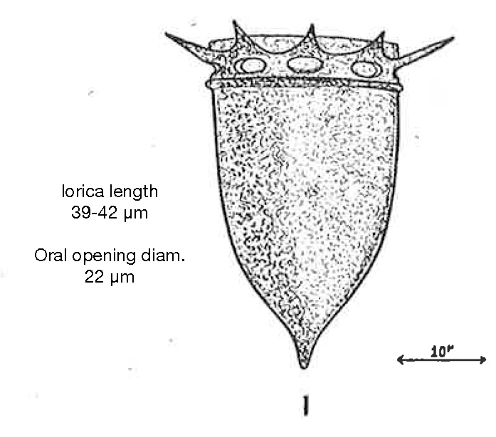 Figure from Lecal 1954
