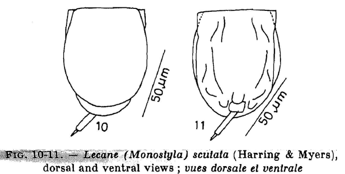 Lecane scutata