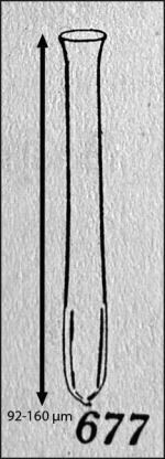 figure from Kofoid & Campbell 1929