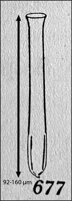 figure from Kofoid &amp; Campbell 1929