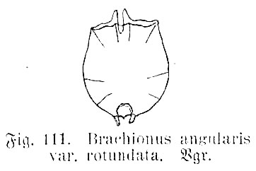 Brachionus angularis var. rotundatus