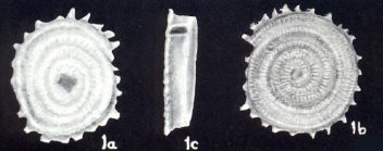 Planispirillina parvispinata McCulloch, 1981