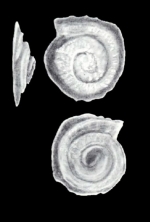 Turrispirillina diversiformis McCulloch, 1981
