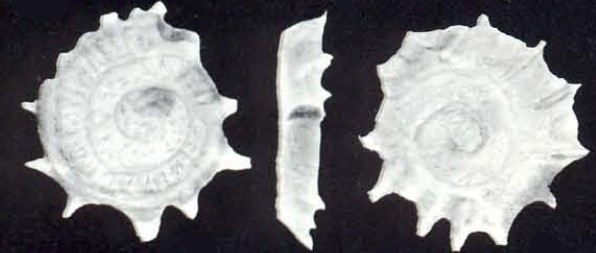 Spirillina tobagoensis McCulloch, 1981