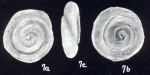 Mychostomina ambita McCulloch, 1981