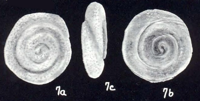 Mychostomina ambita McCulloch, 1981