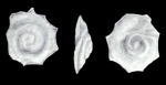 Mychostomina leveliana McCulloch, 1981