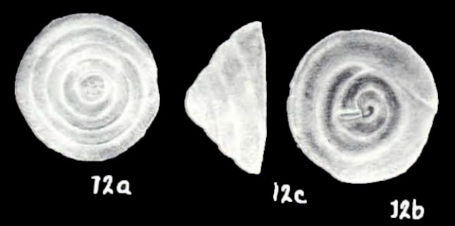 Conicospirillina (?) colombiaensis McCulloch, 1981