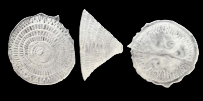 Patellina arubiana McCulloch, 1981